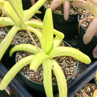 Pinguicula moctezumae x gigantea, adult size.