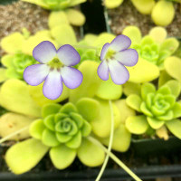 Pinguicula agnata with flowers.