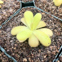 Pinguicula agnata