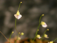 Utricularia bisquamata