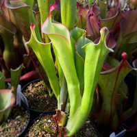 Heliamphora tatei, mother plant.