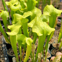 Sarracenia Cateo