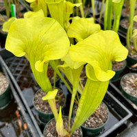Sarracenia Cateo