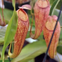 Nepenthes thorelii x aristolochioides, mother plants.