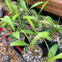 Nepenthes thorelii x aristolochioides for Sale