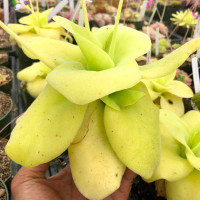 Pinguicula gigantea