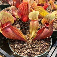 Sarracenia rosea for Sale