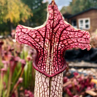 Sarracenia Ruby Throat for Sale