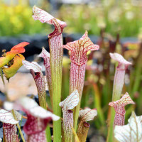Sarracenia Ruby Throat