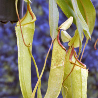 Nepenthes curtisii, mother plant