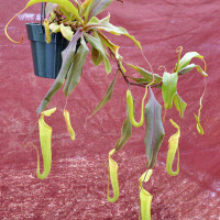 Nepenthes curtisii, mother plant