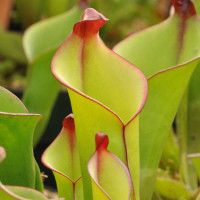 Heliamphora heterodoxa, mother plant.