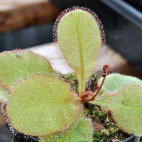 Drosera prolifera x schizandra, mother plant.