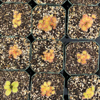 Drosera prolifera x schizandra for Sale