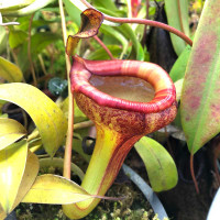 Nepenthes jamban, upper pitcher.