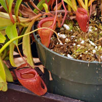 Nepenthes jamban, lower pitchers.
