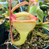 Nepenthes jamban, upper pitcher.