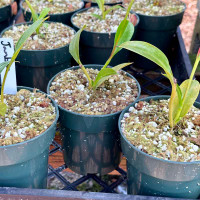 Nepenthes jamban (Rooted Cutting)