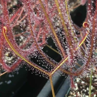 Drosera Marston's Dragon