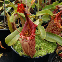 Nepenthes x tiveyi, Red Queen in Hawaii, 2006.