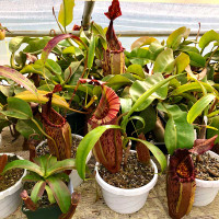Nepenthes x tiveyi, Red Queen - mother plants