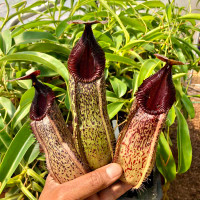 Nepenthes burkei x hamata (Rooted Cutting)