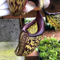 Nepenthes Exotic Lady