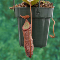 Nepenthes Raven