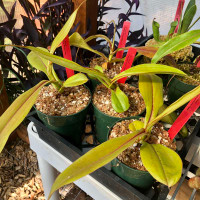 Nepenthes Raven for Sale