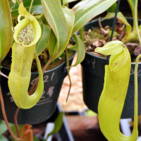 Nepenthes Fancy Fish, upper pitchers