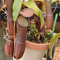 Nepenthes Black Knight, mother plant.