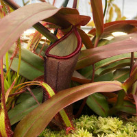 Nepenthes Black Knight, mother plant.
