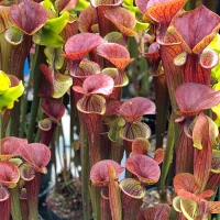 Sarracenia flava atropurpurea