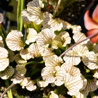 Sarracenia White Sparkler