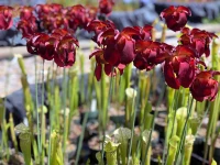 Flowers of Sarracenia White Sparkler