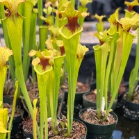 Sarracenia Funky Flower