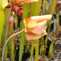 Sarracenia Funky Flower
