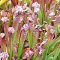 Sarracenia Sweet Excellence