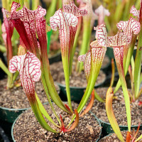 Sarracenia Little Fledgling for Sale