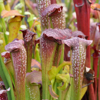 Sarracenia leucophylla x minor