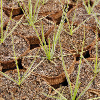 Drosophyllum lusitanicum