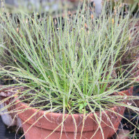 Drosophyllum lusitanicum