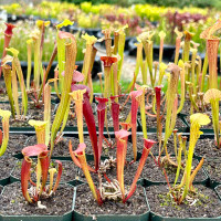 Feist Dog Sarracenia (SMALL)