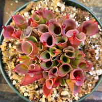 Heliamphora minor for Sale