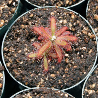 Drosera graomogolensis for sale