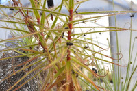 Roridula gorgonias