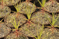 Roridula gorgonias
