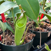 Nepenthes Velvet, upper pitcher.