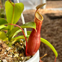 Nepenthes Deroose Alata