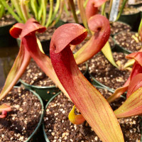 Sarracenia Lady Bug for Sale
